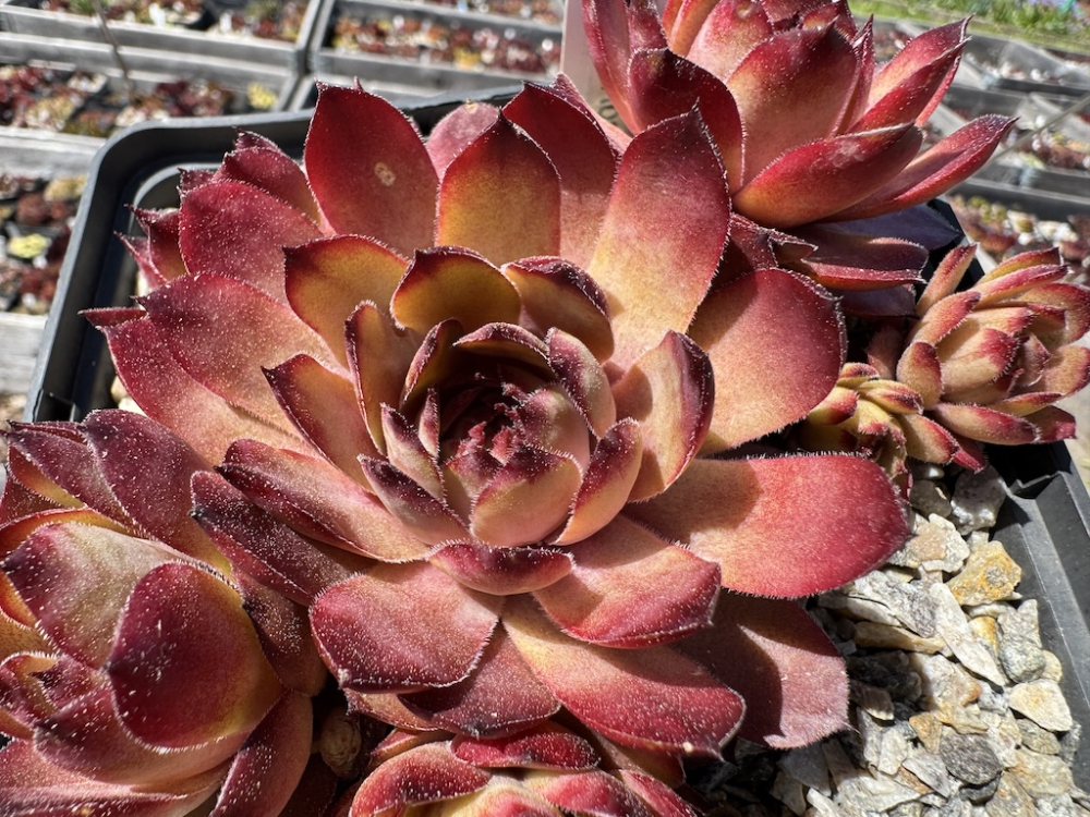  Lynn's Rose Gold
