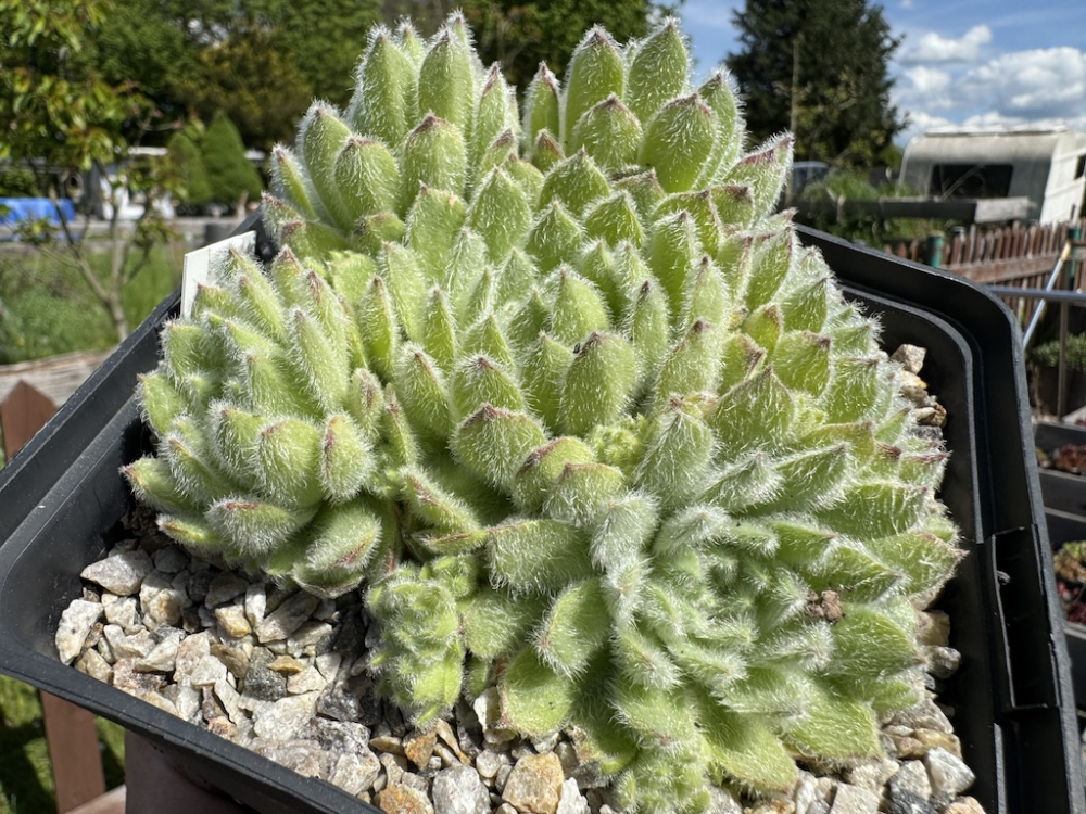 My cosy Cotton (NNG)