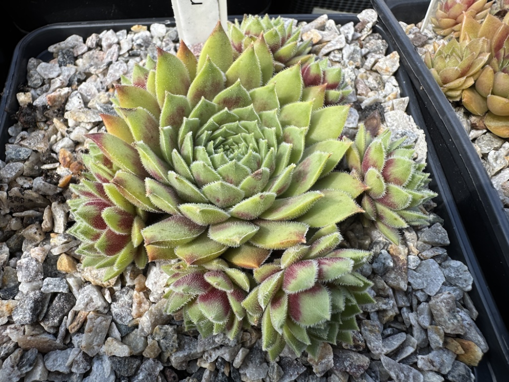 Korspelse Idiatu (NNG)
