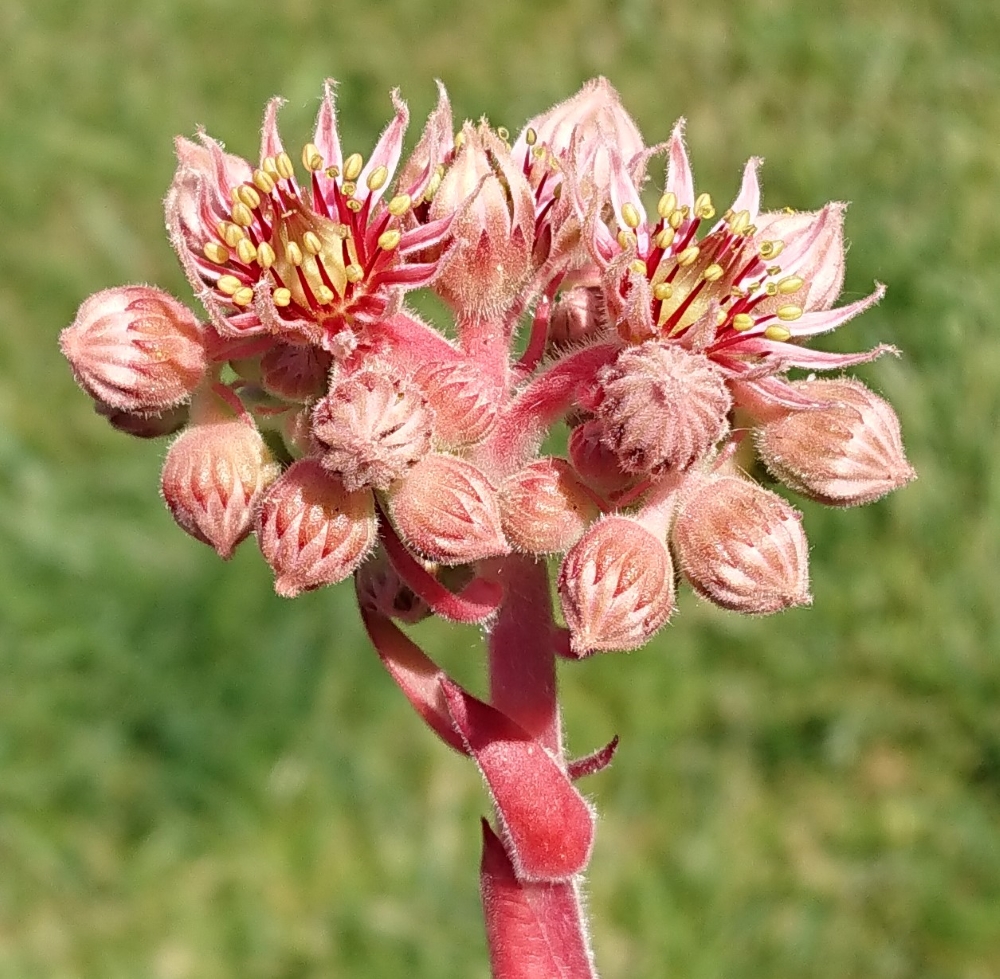 Iguanodon 