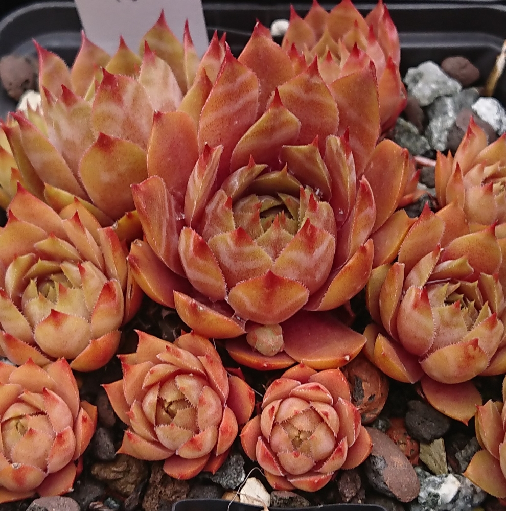 Lava