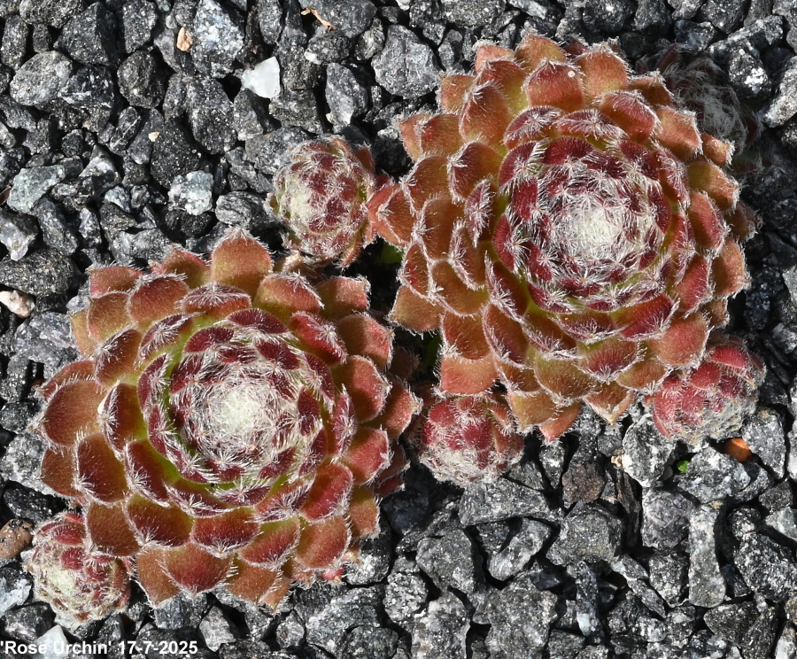 Rose Urchin