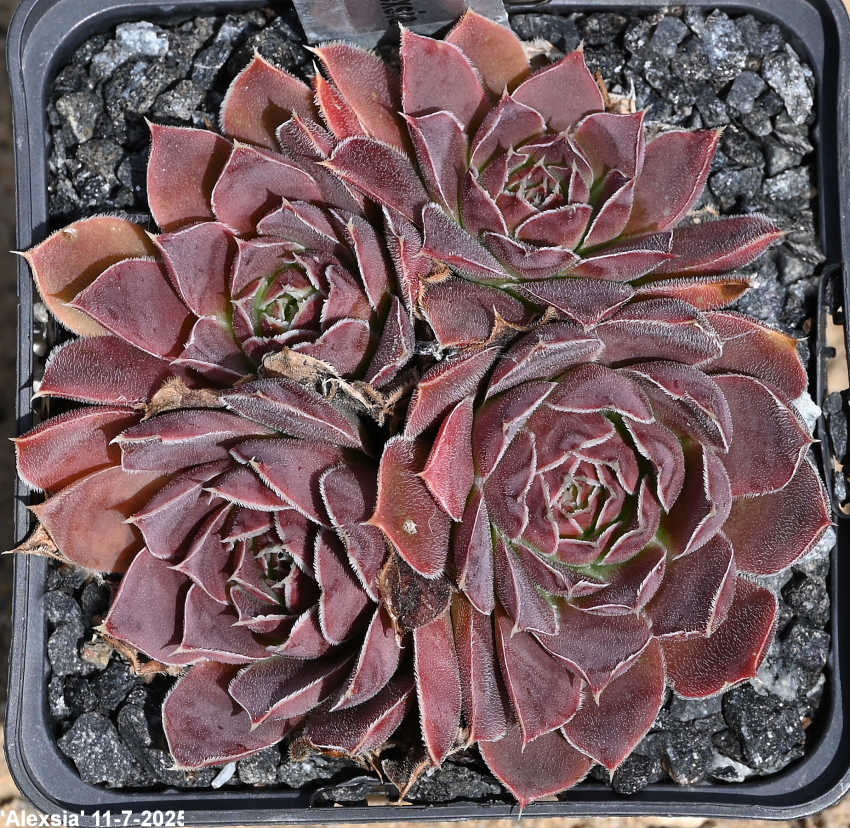 Alexsia / Jovi
