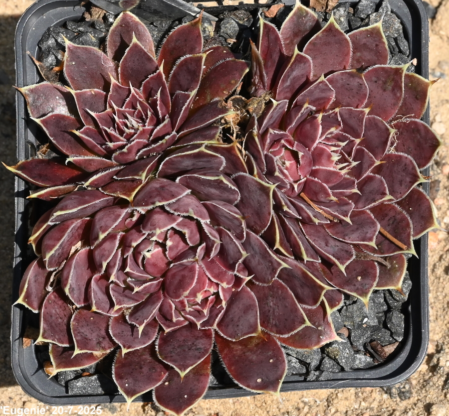 Eugenie / Jovi
