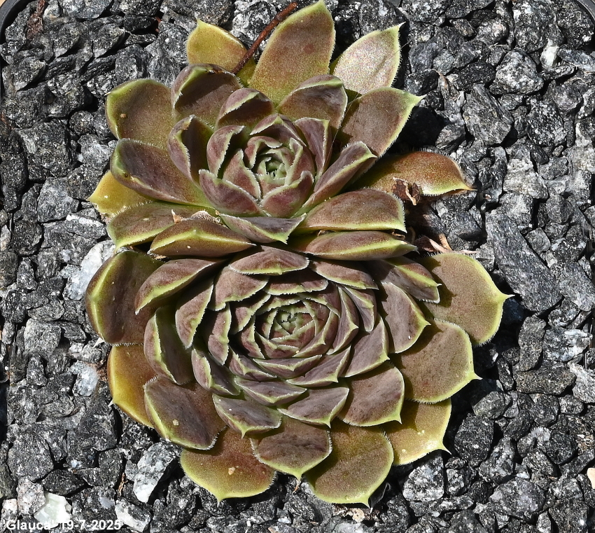 Glauca / Jovi