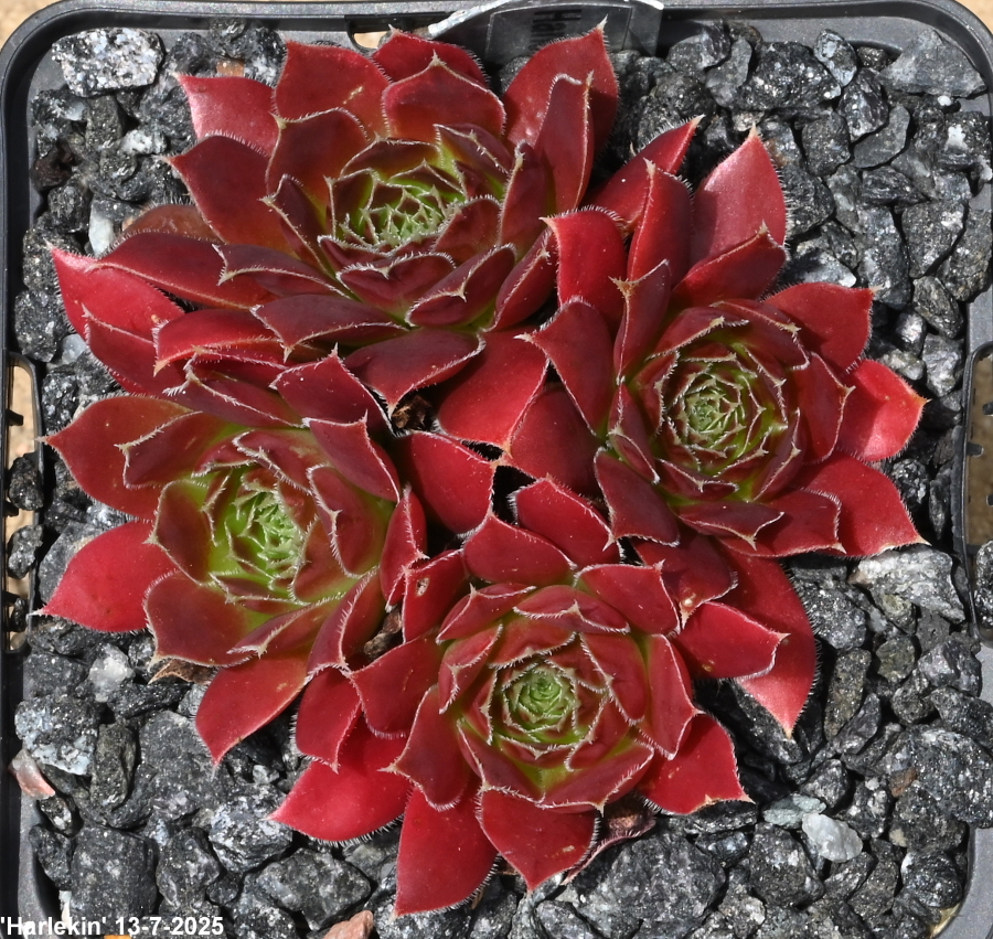 Harlekin / Jovi