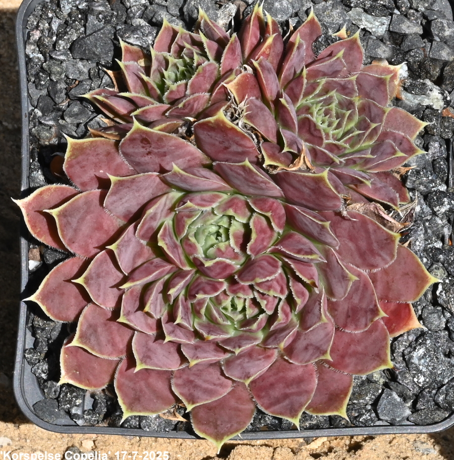 Korspelse Copelia / Jovi
