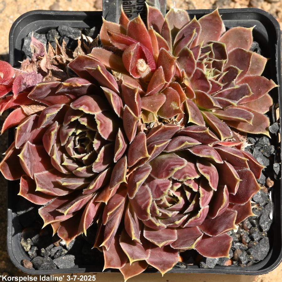 Korspelse Idaline / Jovi