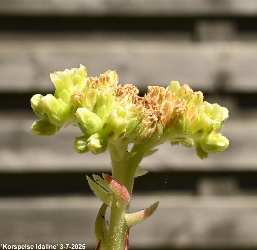 Korspelse Idaline / Jovi