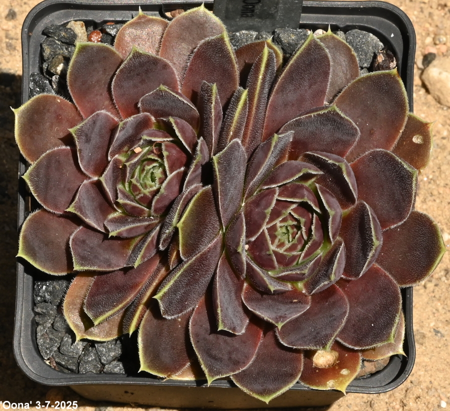 Oona / Jovi