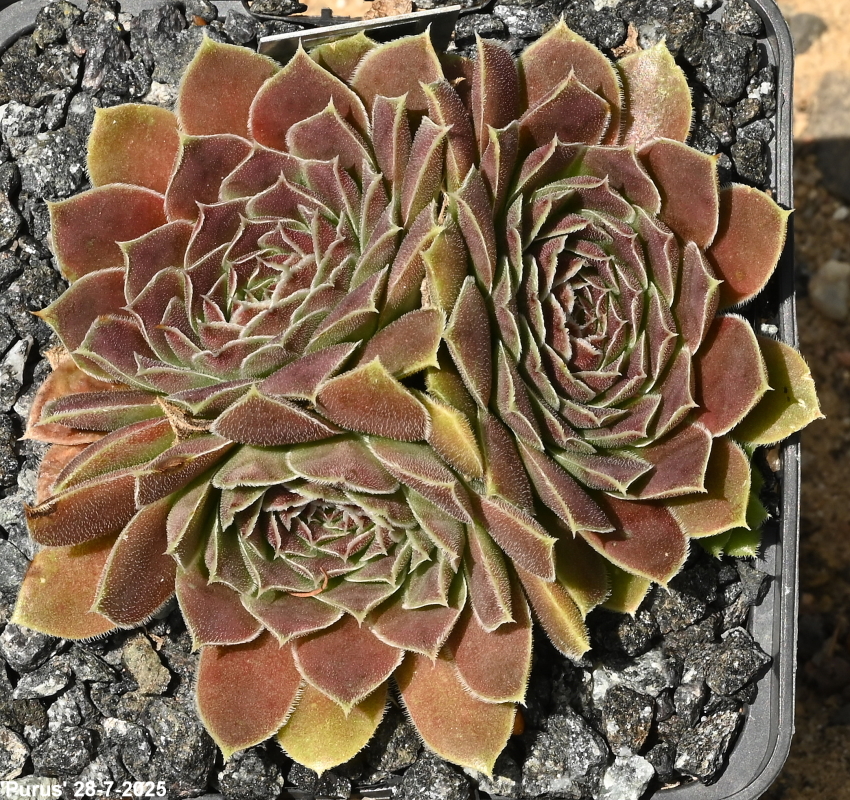 Purus / Jovi