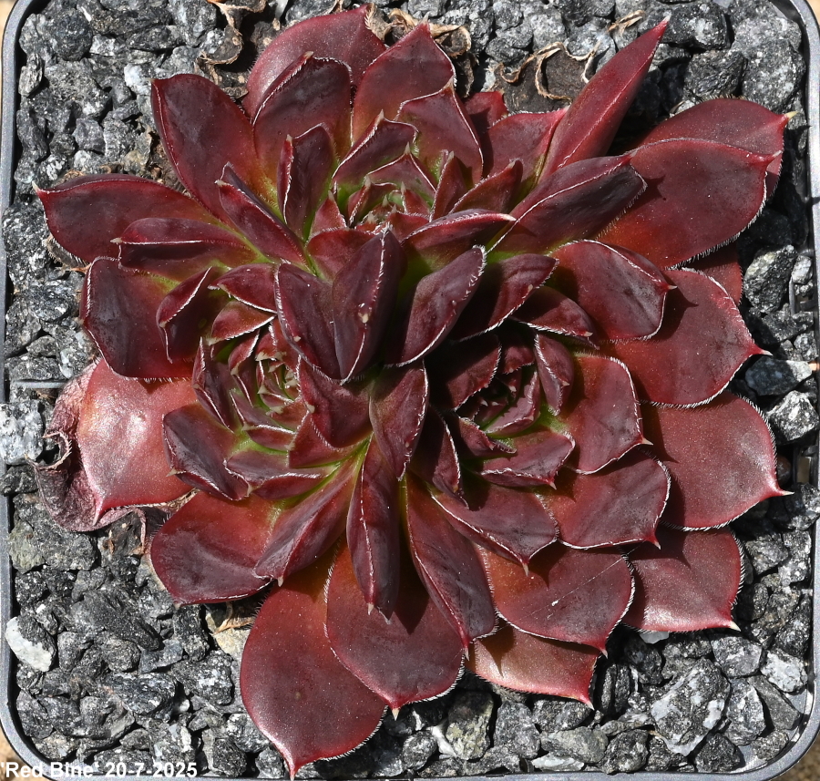 Red Bine / Jovi