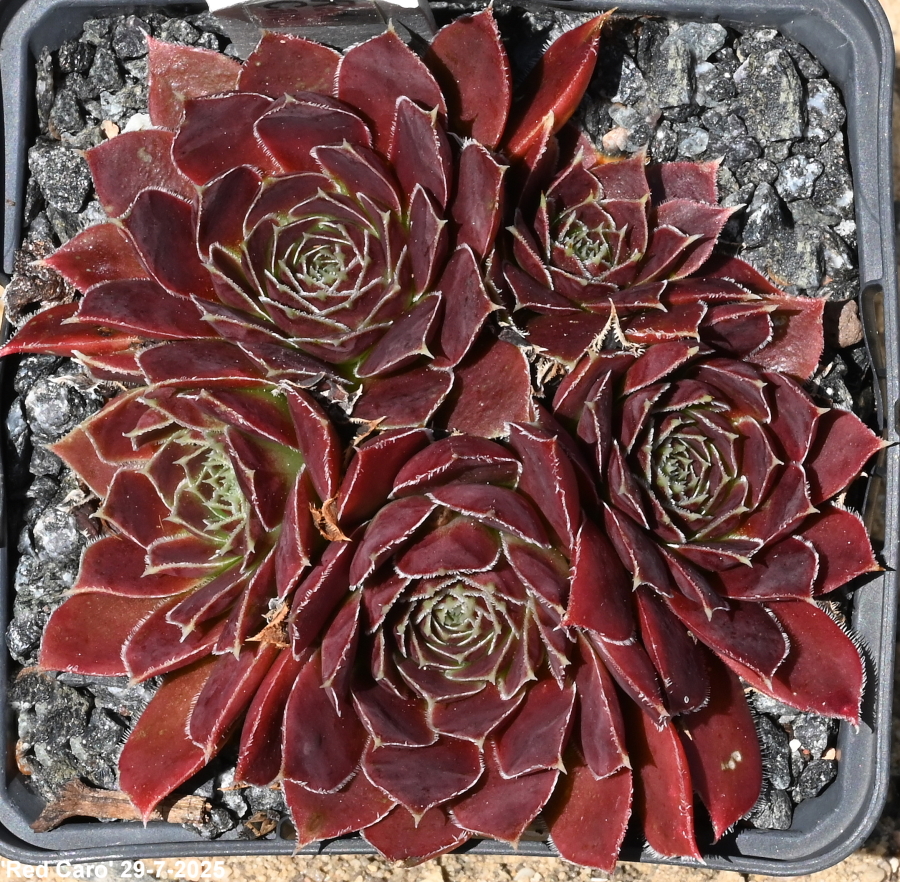 Red Caro / Jovi