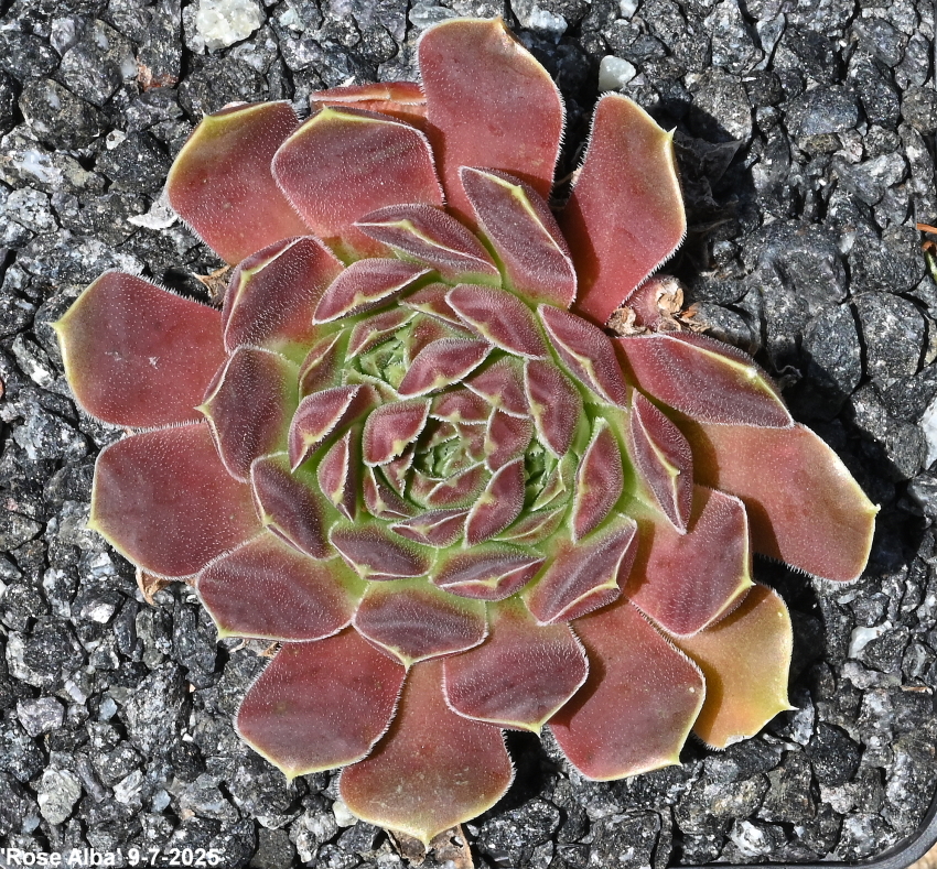 Rose Alba / Jovi