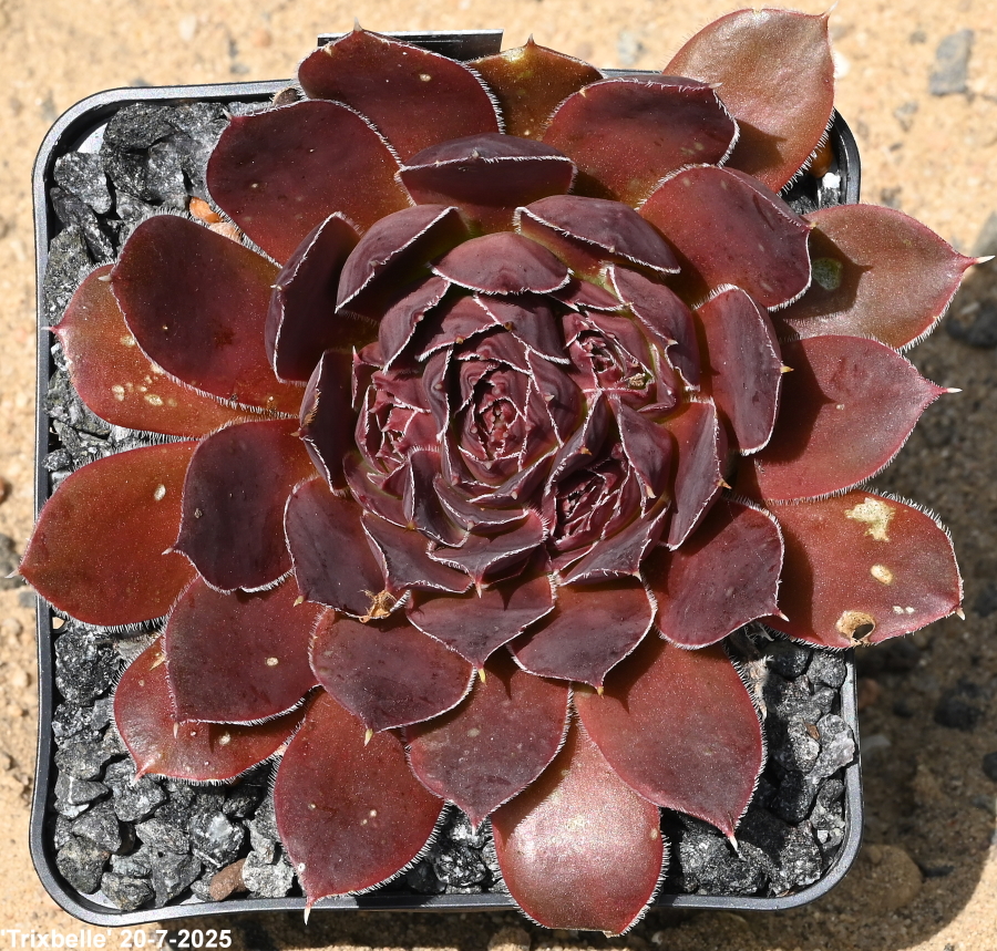 Trixbelle / Jovi