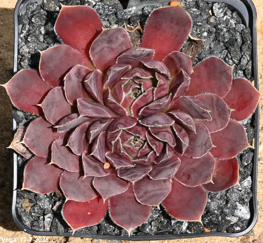 Vega / Jovi