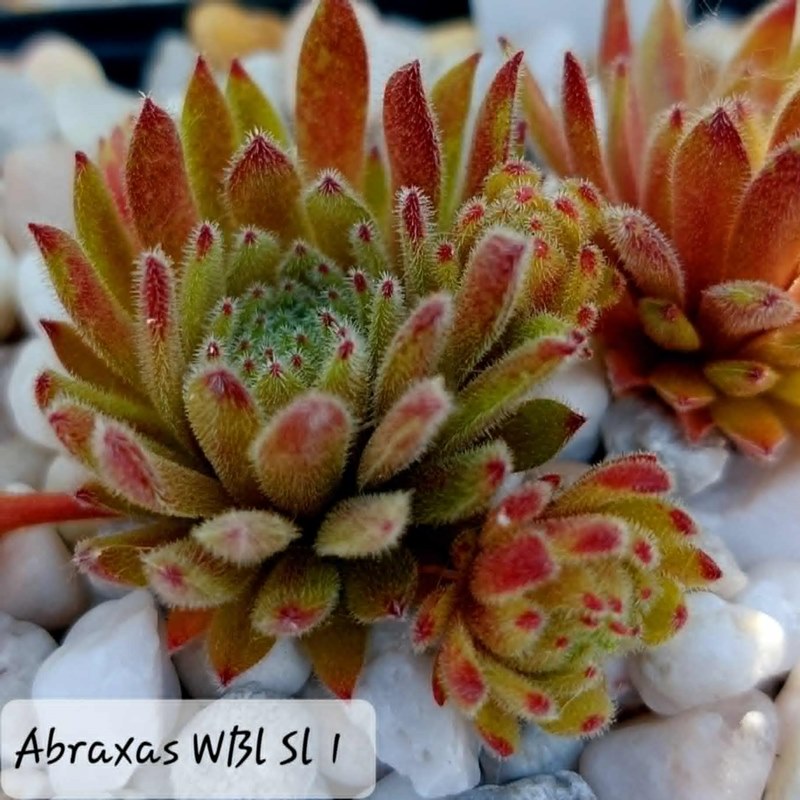 Abraxas