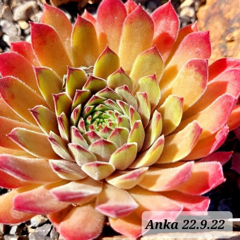Anka