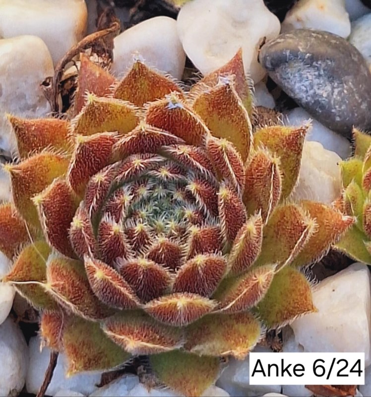 Anke