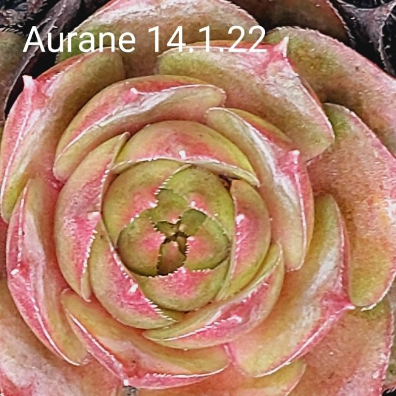 Aurane