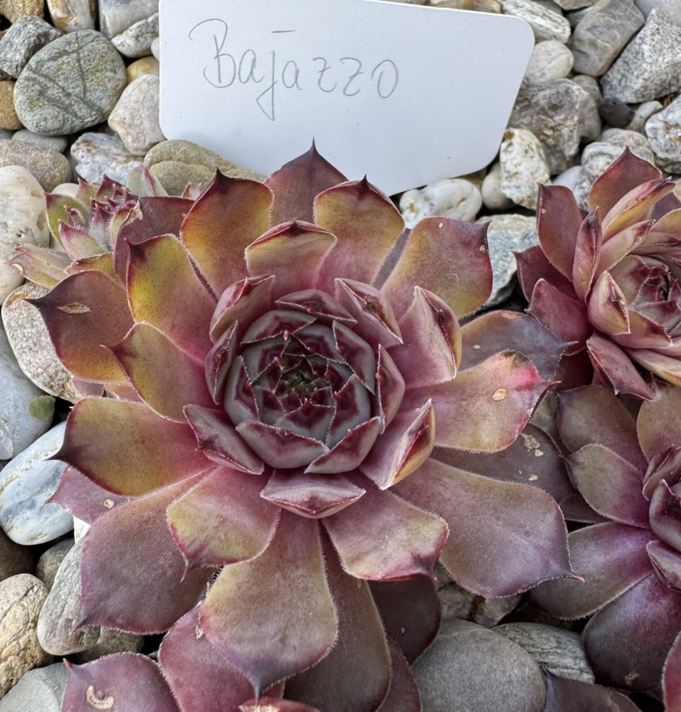 Bajazzo (NNG25)