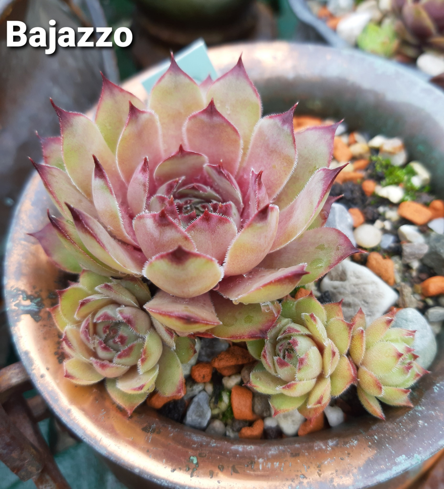 Bajazzo (NNG25)