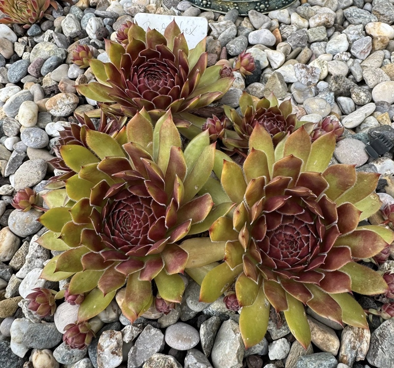 Brockenhex (NNG)
