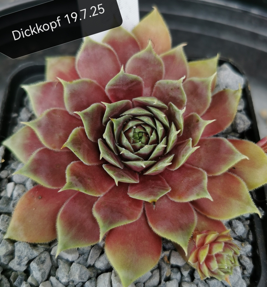 Dickkopf