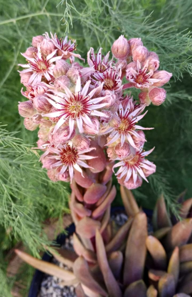 Fanfan la Tulipe (NG)