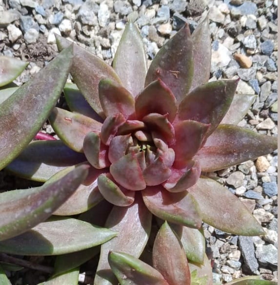 Fanfan la Tulipe (NG)