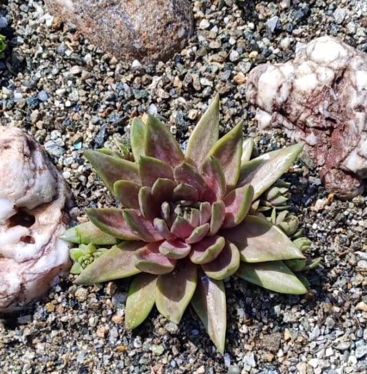 Fanfan la Tulipe (NG)