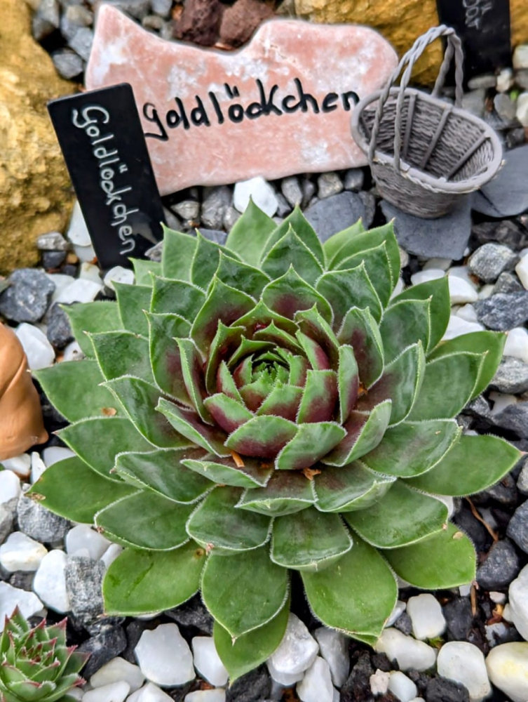 Goldlöckchen 