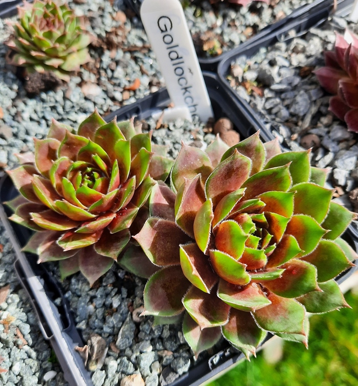 Goldlöckchen 