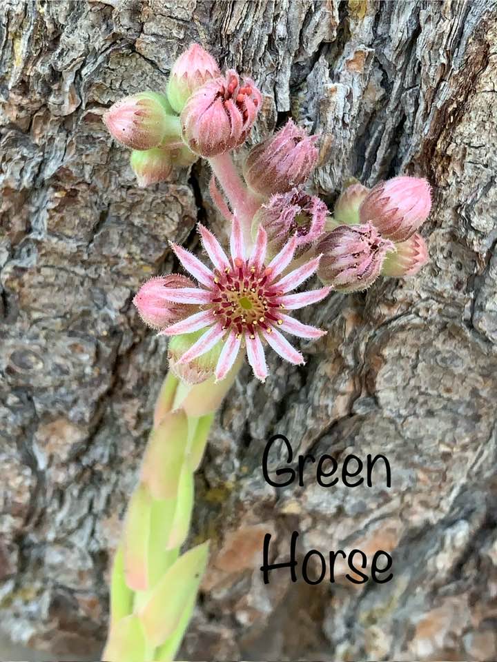 Green Horse (NG)