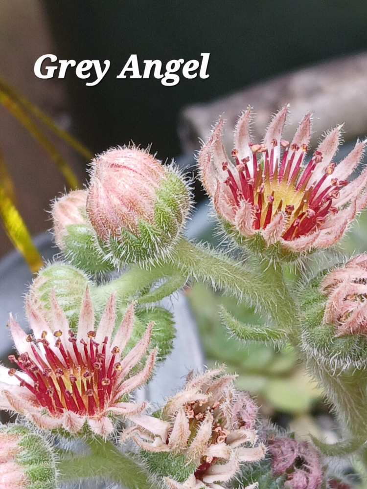 Grey Angel