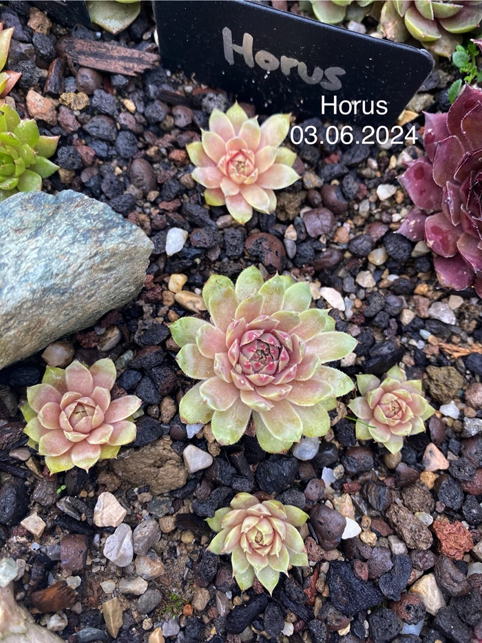 Horus (NNG25)