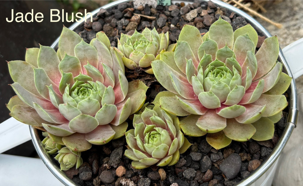 Jade Blush