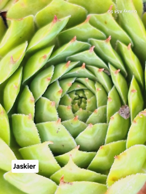 Jaskier (NNG)