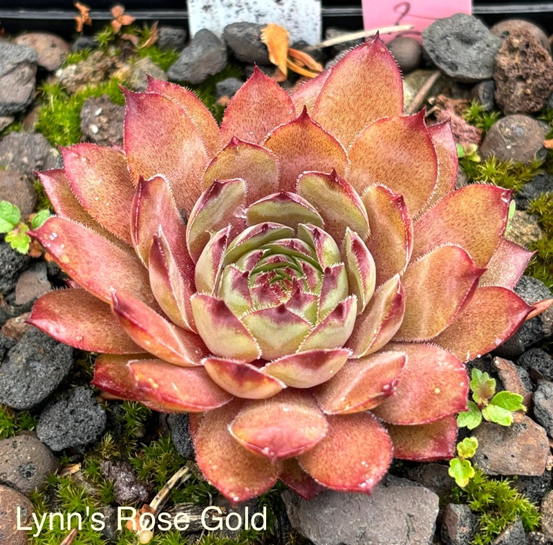 Lynn's Rose Gold