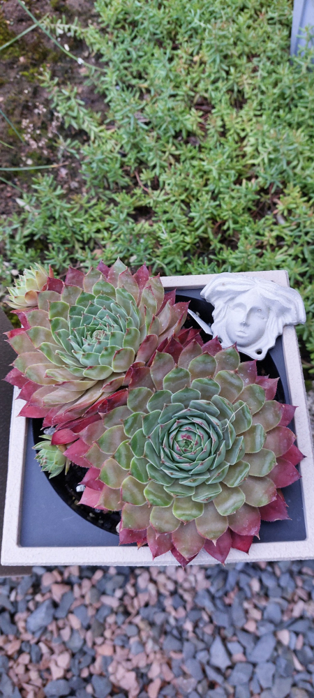 Medusa (NNG)