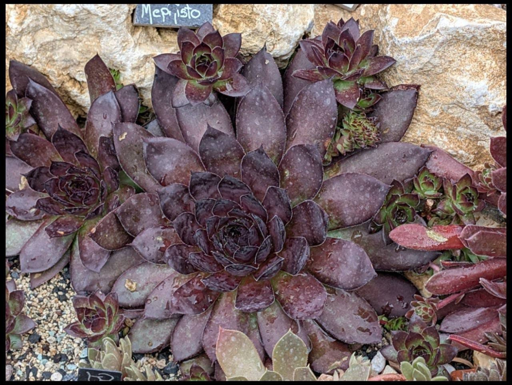 Mephisto