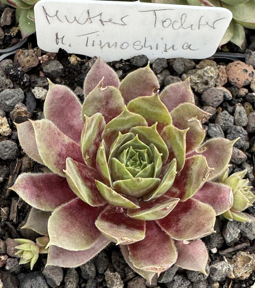 Mutter Tochter (NNG)