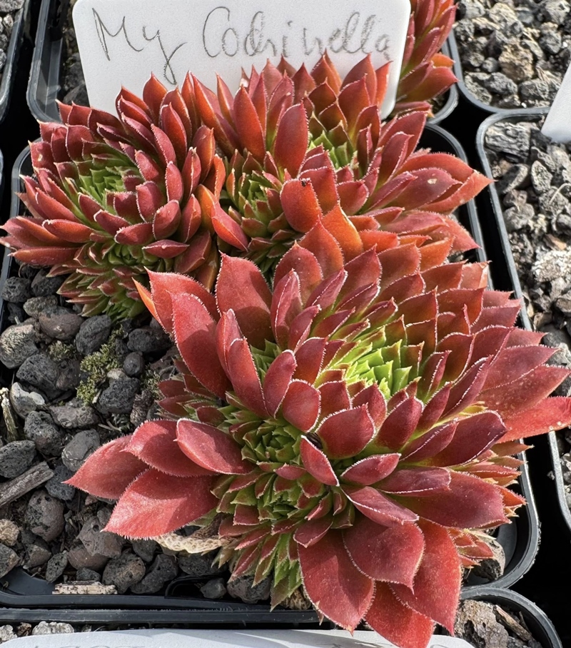 My cochinella / Jovi