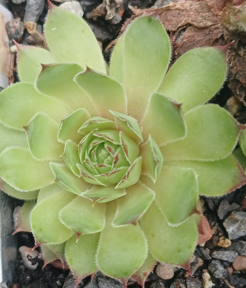 My Lemon Queen