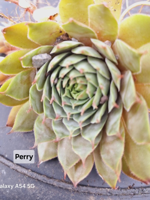 Perry (NNG)