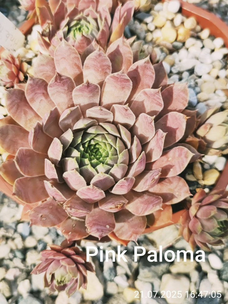 Pink Paloma (NNG)