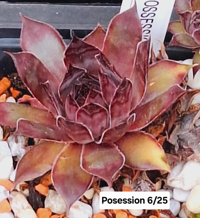Possession (NNG)