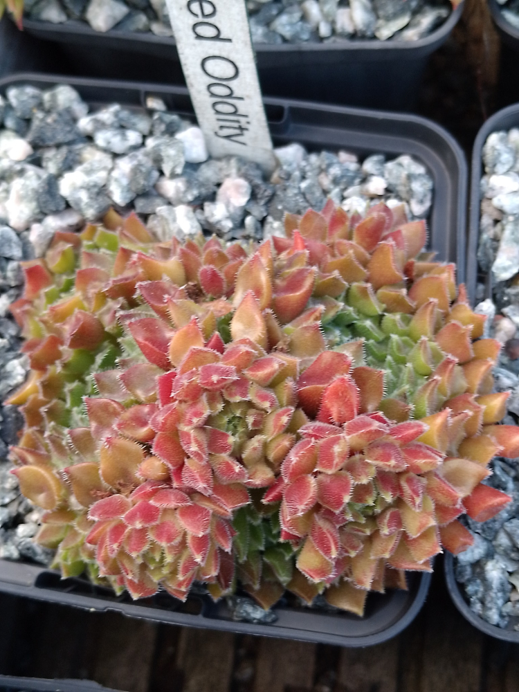 Red Oddity