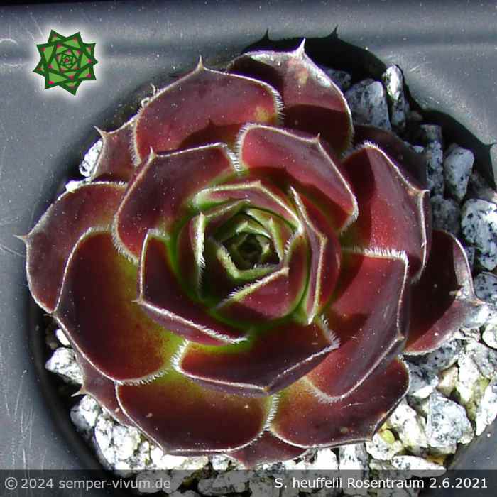 Rosentraum (NNG25)