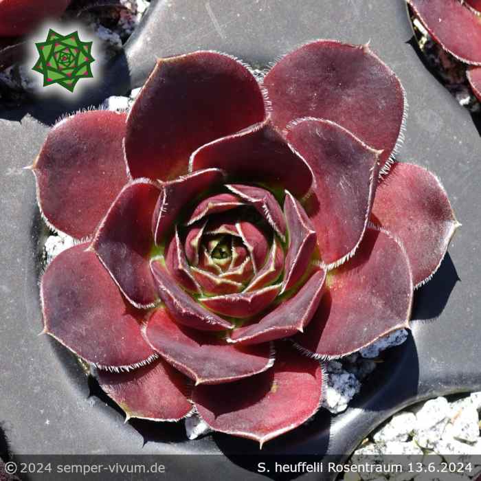 Rosentraum (NNG25)